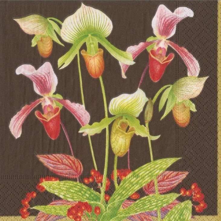 Slipper Orchid Chestnut