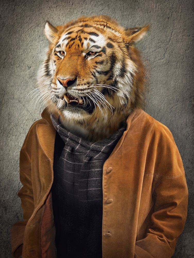 Tiger with a coat
