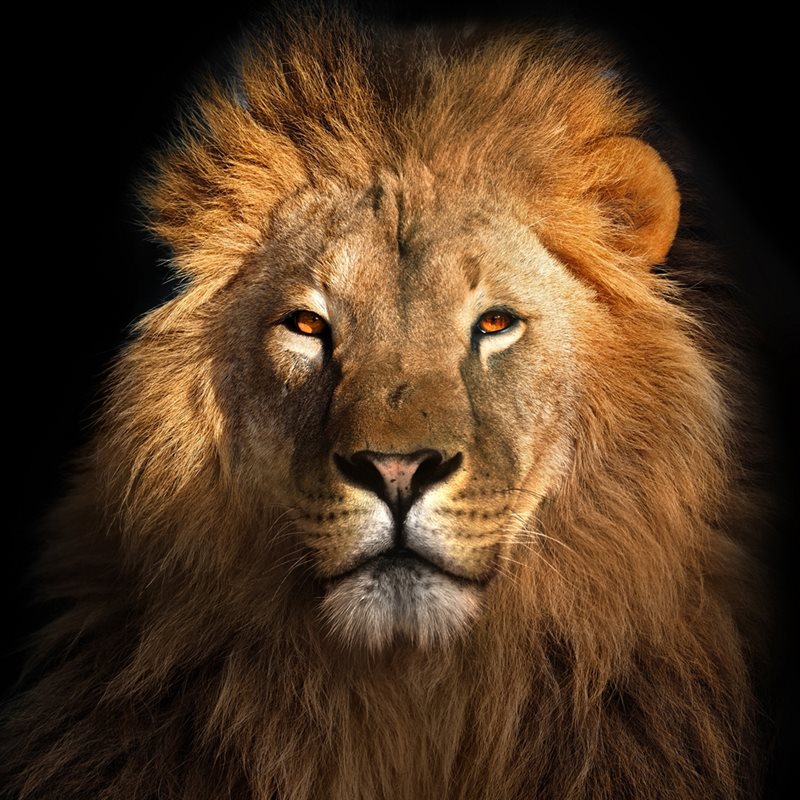 The Lion King