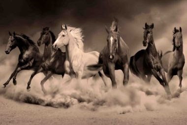 Royal family of the desert