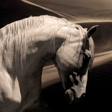 Arabian horse
