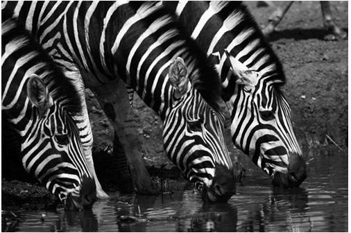zebra