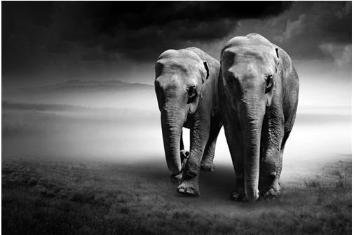 elephant