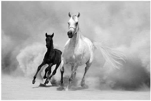 Horses