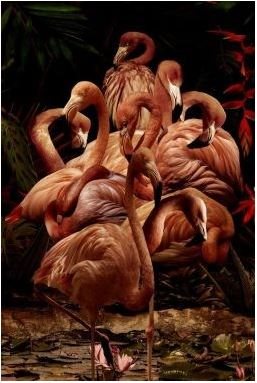 Flamingo paradise