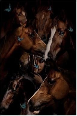 Gypsy horses